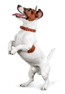 Dog, listen, talk.